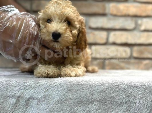 Oyuncu Ve Zeki̇ Toy Poodle Yavrusu görsel