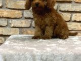 En Sevi̇ml Lekesi̇z Koyu Kahverengi̇ Toy Poodle Yavrusu