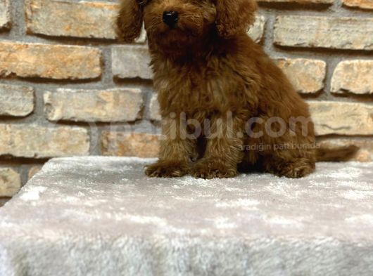 En Sevi̇ml Lekesi̇z Koyu Kahverengi̇ Toy Poodle Yavrusu görsel