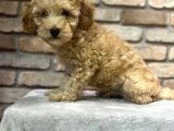 Oyuncu Ve Zeki̇ Toy Poodle Yavrusu