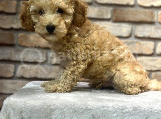 Oyuncu Ve Zeki̇ Toy Poodle Yavrusu görsel