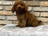 EN SEVİML LEKESİZ KOYU KAHVERENGİ TOY POODLE YAVRUSU