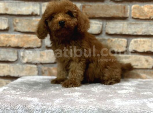 En Sevi̇ml Lekesi̇z Koyu Kahverengi̇ Toy Poodle Yavrusu
