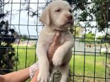 Irk Garantili Her Şehire Gönderim Sağladığımız Labrador Yavrular
