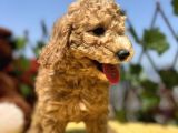 Harika Güzellikte Her Şehire Gönderim Sağladığımız Toy Poodle Yavrular