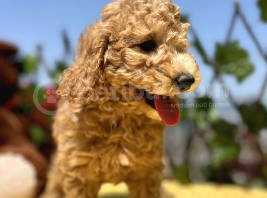 Harika Güzellikte Her Şehire Gönderim Sağladığımız Toy Poodle Yavrular görsel