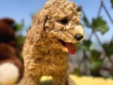 Harika Güzellikte Her Şehire Gönderim Sağladığımız Toy Poodle Yavrular