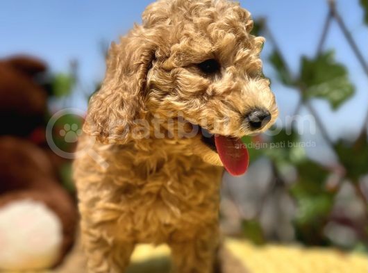 Harika Güzellikte Her Şehire Gönderim Sağladığımız Toy Poodle Yavrular
