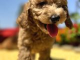 Harika Güzellikte Her Şehire Gönderim Sağladığımız Toy Poodle Yavrular