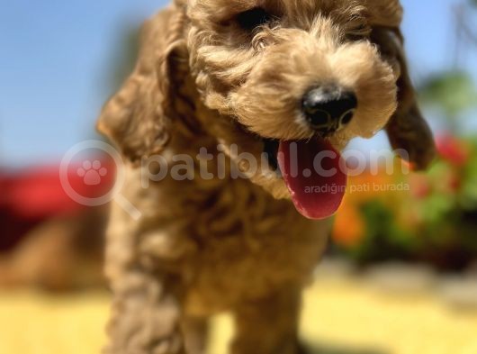 Harika Güzellikte Her Şehire Gönderim Sağladığımız Toy Poodle Yavrular görsel