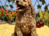 Harika Güzellikte Her Şehire Gönderim Sağladığımız Toy Poodle Yavrular