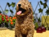 Harika Güzellikte Her Şehire Gönderim Sağladığımız Toy Poodle Yavrular