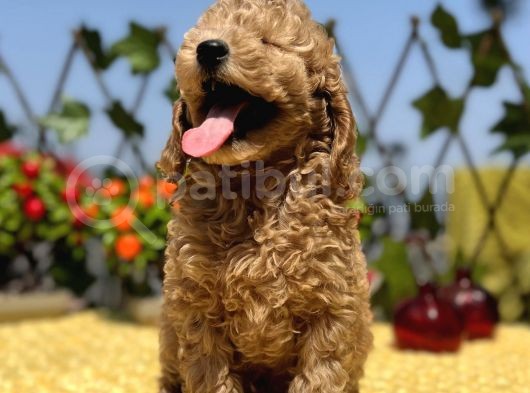 Harika Güzellikte Her Şehire Gönderim Sağladığımız Toy Poodle Yavrular görsel