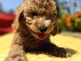 Harika Güzellikte Her Şehire Gönderim Sağladığımız Toy Poodle Yavrular