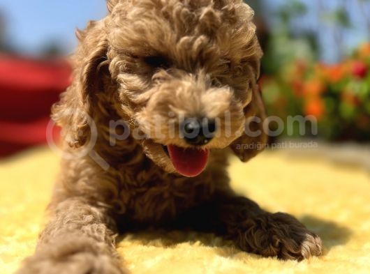 Harika Güzellikte Her Şehire Gönderim Sağladığımız Toy Poodle Yavrular görsel
