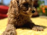 Harika Güzellikte Her Şehire Gönderim Sağladığımız Toy Poodle Yavrular