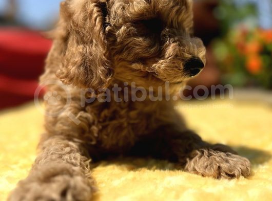 Harika Güzellikte Her Şehire Gönderim Sağladığımız Toy Poodle Yavrular görsel