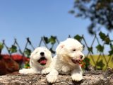 Kar Beyaz Irk Garantili Maltese Terrier Yavrular