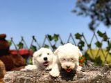 Kar Beyaz Irk Garantili Maltese Terrier Yavrular