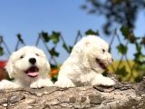 Kar Beyaz Irk Garantili Maltese Terrier Yavrular