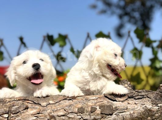 Kar Beyaz Irk Garantili Maltese Terrier Yavrular görsel