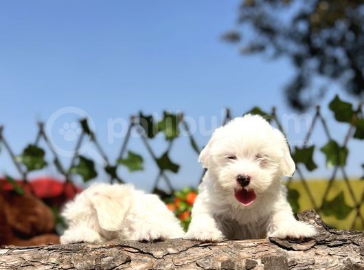 Kar Beyaz Irk Garantili Maltese Terrier Yavrular görsel