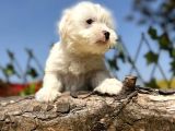Kar Beyaz Irk Garantili Maltese Terrier Yavrular