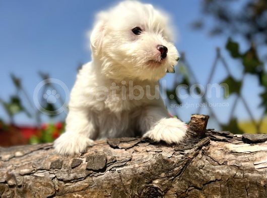 Kar Beyaz Irk Garantili Maltese Terrier Yavrular görsel