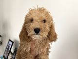 Renk Renk Toy Poodle Bebekler
