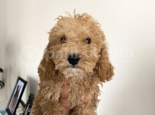 Renk Renk Toy Poodle Bebekler görsel