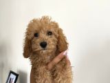 Renk Renk Toy Poodle Bebekler