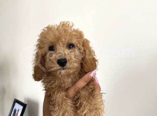 Renk Renk Toy Poodle Bebekler görsel