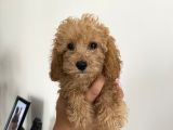 Renk Renk Toy Poodle Bebekler