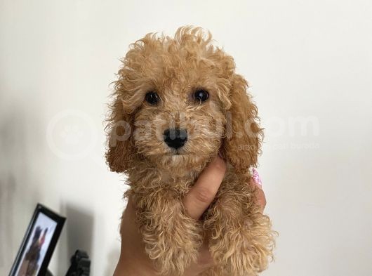 Renk Renk Toy Poodle Bebekler görsel