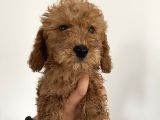 Renk Renk Toy poodle bebekler