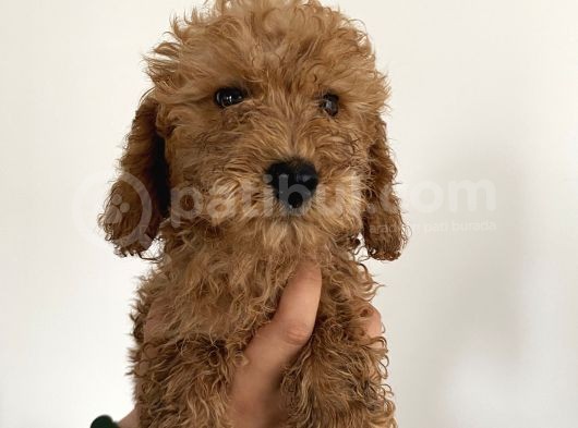 Renk Renk Toy Poodle Bebekler