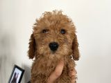 Renk Renk Toy Poodle Bebekler