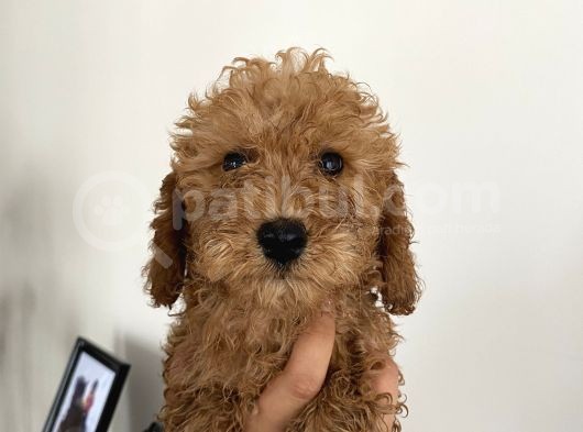 Renk Renk Toy Poodle Bebekler görsel