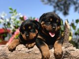 Üst Kalite Her Şehire Gönderim Sağladığımız Rottweiler Yavrular