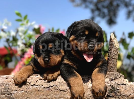 Üst Kalite Her Şehire Gönderim Sağladığımız Rottweiler Yavrular