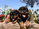 Üst Kalite Her Şehire Gönderim Sağladığımız Rottweiler Yavrular