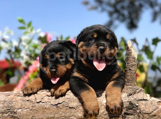 Üst Kalite Her Şehire Gönderim Sağladığımız Rottweiler Yavrular görsel