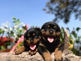 Üst Kalite Her Şehire Gönderim Sağladığımız Rottweiler Yavrular