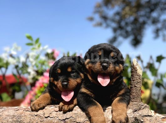 Üst Kalite Her Şehire Gönderim Sağladığımız Rottweiler Yavrular görsel