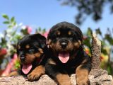 Üst Kalite Her Şehire Gönderim Sağladığımız Rottweiler Yavrular