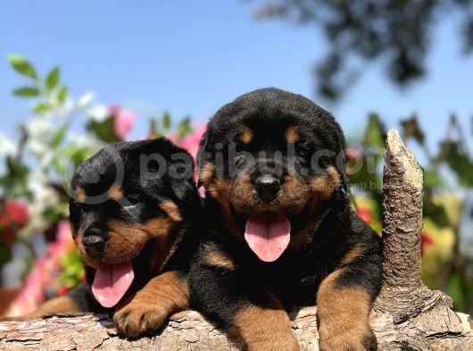 Üst Kalite Her Şehire Gönderim Sağladığımız Rottweiler Yavrular görsel
