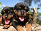 Üst Kalite Her Şehire Gönderim Sağladığımız Rottweiler Yavrular