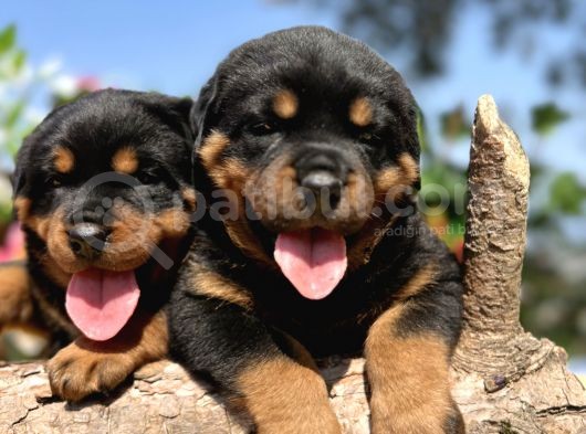 Üst Kalite Her Şehire Gönderim Sağladığımız Rottweiler Yavrular görsel