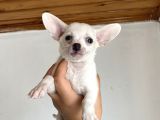 Chihuahua Bebekler