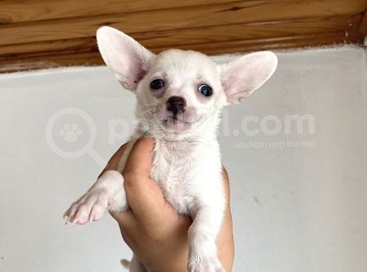 Chihuahua Bebekler görsel